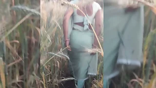 Desi beautiful sisterinlaw is rubbing her ass in the wheat field Tormenting her brotherinlaw for sex Rubbing her fat ass in the openly field for sex