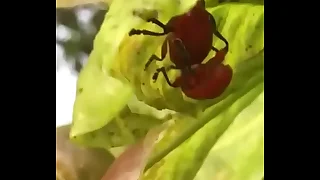 Pegos no mato fudendo